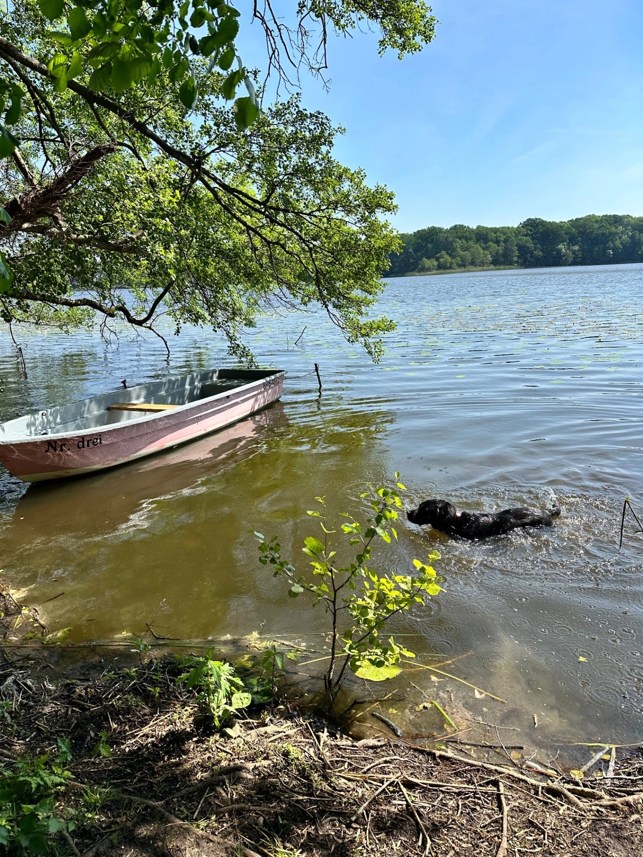 07:30 Uhr — Laufrunde am Caputher See. Nahla nimmt unterwegs ihr Bad, wir drehen die Runde am Ufer.